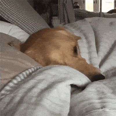 A Dog Is Laying On A Bed With Its Head On A Pillow GIF