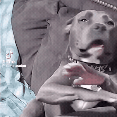 A Dog Is Laying On A Bed With Its Tongue Out And A Person Is Holding It . GIF