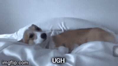 A Dog Is Laying On A Bed With The Words Ugh On The Bottom Of The Image . GIF
