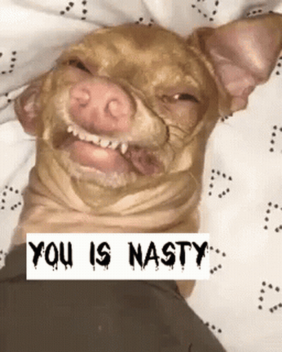 A Dog Is Laying On A Bed With The Words " You Is Nasty " On The Bottom GIF