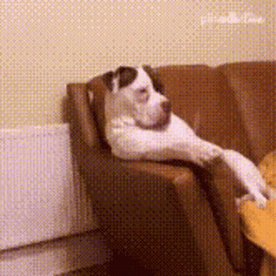 A Dog Is Laying On A Brown Couch With Its Legs Crossed GIF