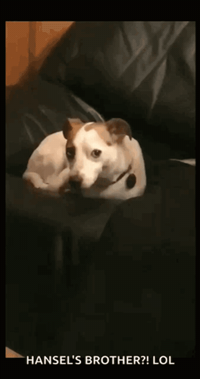 A Dog Is Laying On A Couch And Looking At The Camera With The Caption Hansel 'S Brother Lol GIF