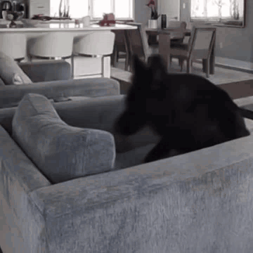 A Dog Is Laying On A Couch In A Living Room . GIF