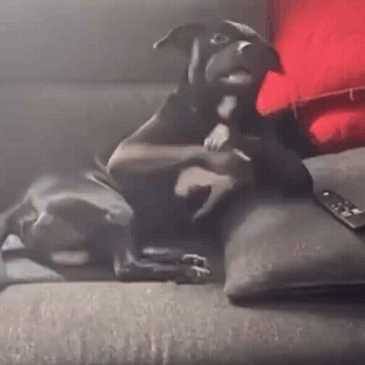 A Dog Is Laying On A Couch Next To A Remote Control . GIF