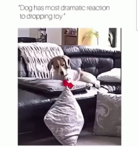 A Dog Is Laying On A Couch Playing With A Pillow GIF