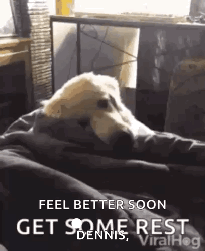 A Dog Is Laying On A Couch With A Blanket On It And Says `` Feel Better Soon Get Some Rest Dennis '' . GIF