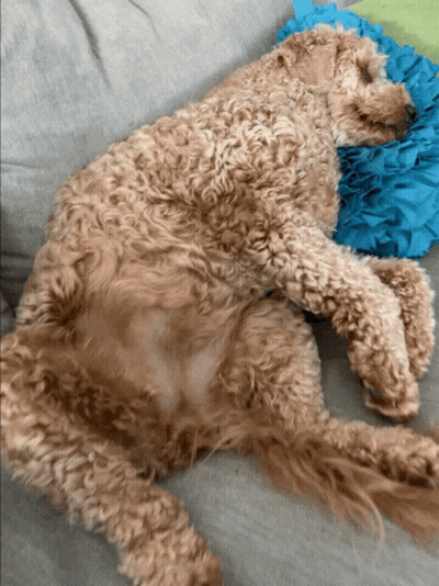 A Dog Is Laying On A Couch With A Blue Pillow GIF