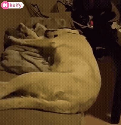 A Dog Is Laying On A Couch With A K Kulfy Sticker On The Bottom GIF