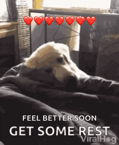 A Dog Is Laying On A Couch With Hearts Above It That Say Feel Better Soon Get Some Rest Viralhog GIF