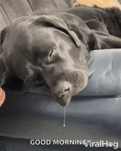 A Dog Is Laying On A Couch With Its Mouth Open And A Drop Of Liquid Coming Out Of It 'S Nose . GIF
