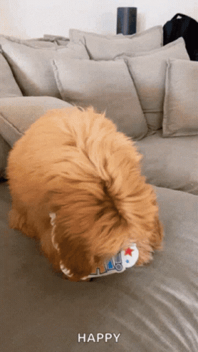 A Dog Is Laying On A Couch With The Word Happy Written On The Bottom GIF