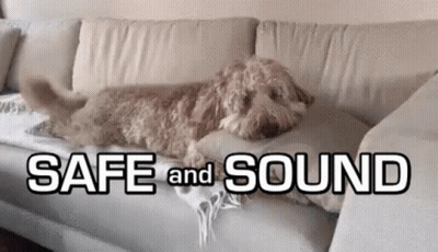 A Dog Is Laying On A Couch With The Words Safe And Sound Below It GIF