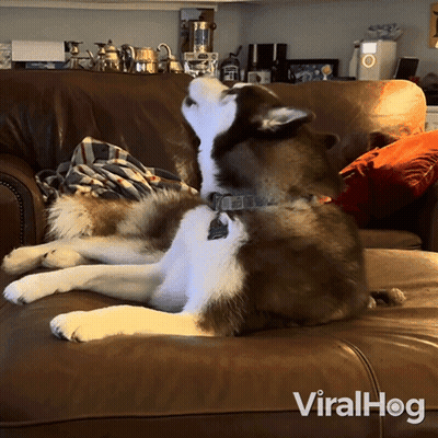 A Dog Is Laying On A Couch With The Words Viralhog Written On The Bottom GIF