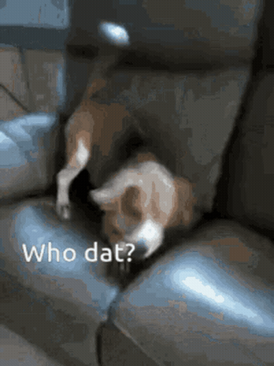 A Dog Is Laying On A Couch With The Words Who Dat Written On It GIF