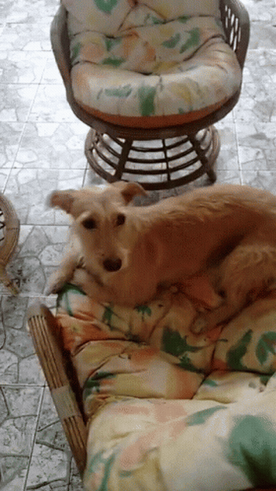 A Dog Is Laying On A Floral Cushion Next To A Chair GIF