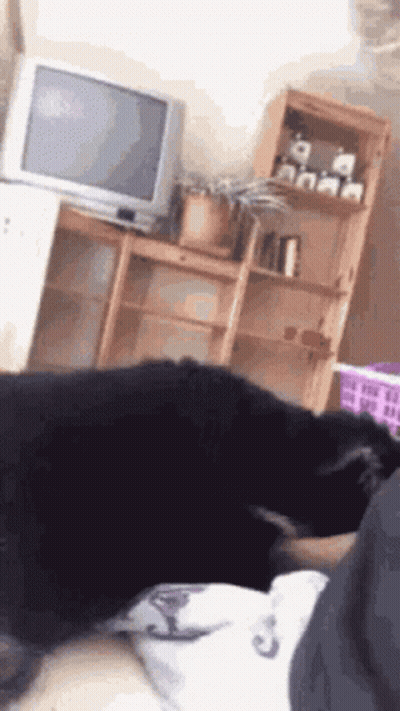 A Dog Is Laying On A Person 'S Lap In A Living Room With A Tv In The Background . GIF