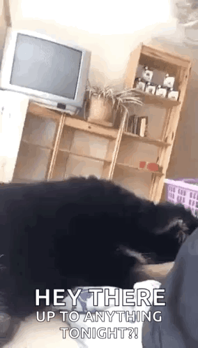 A Dog Is Laying On A Person 'S Lap In A Living Room With A Tv In The Background . GIF