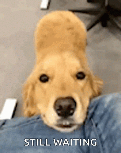 A Dog Is Laying On A Person 'S Lap With The Words Still Waiting Written Below It GIF