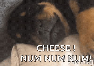 A Dog Is Laying On A Pillow With The Words Cheese Num Num Num GIF