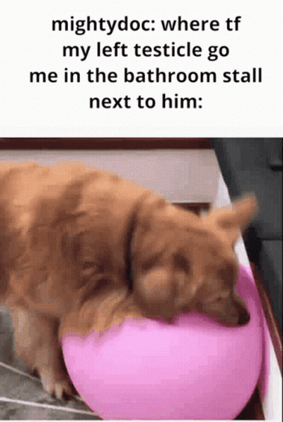 A Dog Is Laying On A Pink Ball Next To A Text That Says Mightydoc GIF