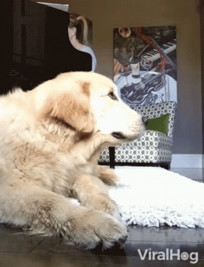 A Dog Is Laying On A Rug In Front Of A Woman Playing A Piano And A Painting Of A Violin GIF