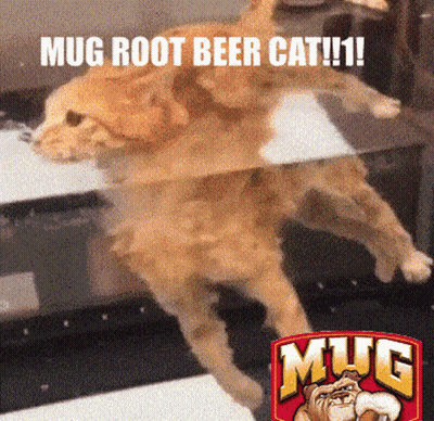 A Dog Is Laying On A Staircase With The Words Mug Root Beer Cat Written Above It GIF