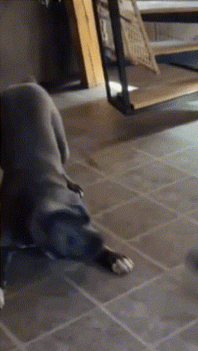 A Dog Is Laying On A Tiled Floor In A Room . GIF