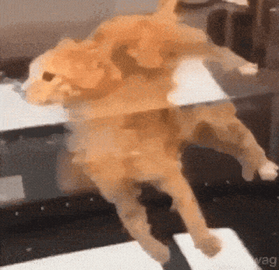 A Dog Is Laying On Its Back In A Mirror GIF