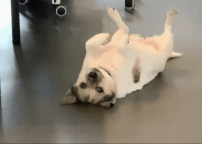 a dog is laying on its back on a floor .