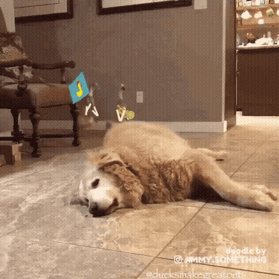 A Dog Is Laying On Its Back On A Tiled Floor In A Living Room .. GIF