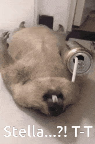 A Dog Is Laying On Its Back With A Can Of Soda In Its Mouth And The Words Stella T-T On The Bottom GIF