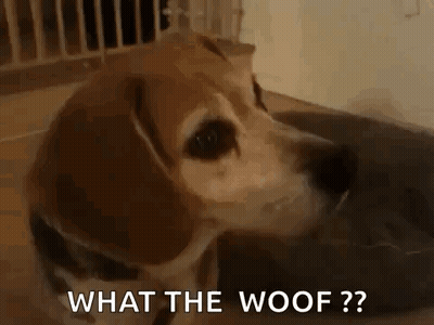 A Dog Is Laying On The Floor And Looking At The Camera With The Words `` What The Woof ? '' . GIF