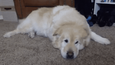 A Dog Is Laying On The Floor In A Living Room GIF