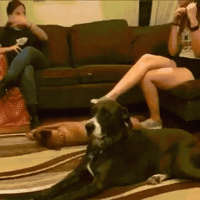 A Dog Is Laying On The Floor In Front Of A Woman Sitting On A Couch GIF