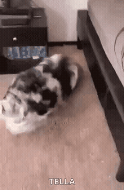 A Dog Is Laying On The Floor Next To A Bed And A Nightstand . GIF