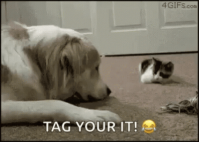 A Dog Is Laying On The Floor Next To A Kitten And Says Tag Your It . GIF