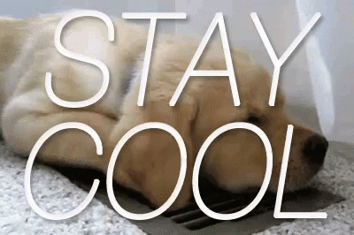 A Dog Is Laying On The Floor With The Words Stay Cool Written Above It GIF