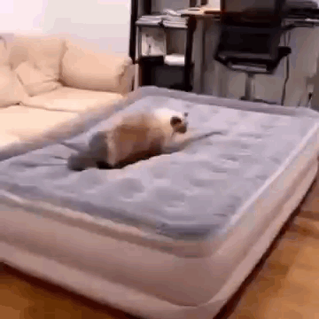 A Dog Is Laying On Top Of An Air Mattress In A Living Room . GIF