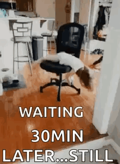 A Dog Is Laying On Top Of An Office Chair With The Words `` Waiting 30Min Later ... Still '' . GIF