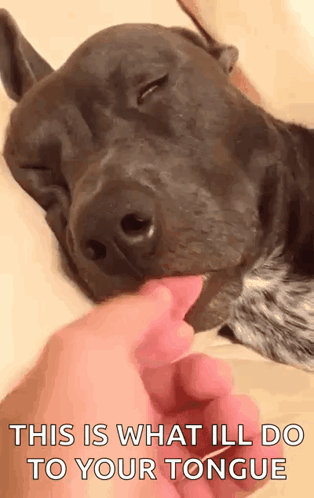 A Dog Is Licking A Person 'S Finger And The Caption Says This Is What Ill Do To Your Tongue GIF