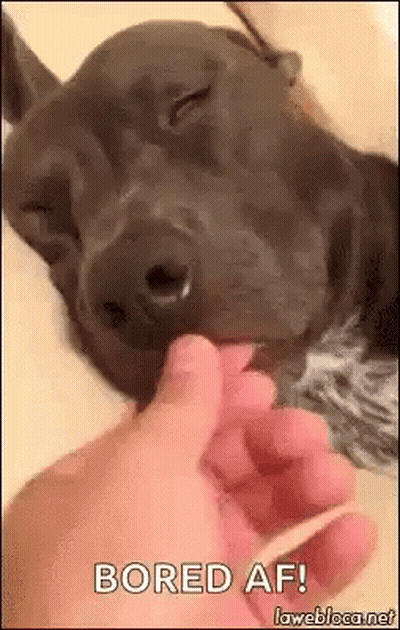 A Dog Is Licking A Person 'S Finger While Laying Down . GIF