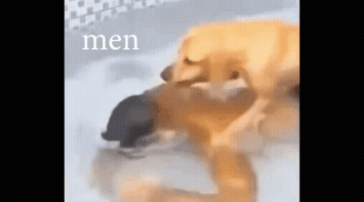 A Dog Is Licking Another Dog 'S Face In A Bathtub With The Word Men Written On The Bottom . GIF