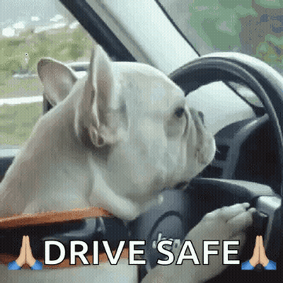 A Dog Is Licking The Steering Wheel Of A Car While A Person Drives . GIF