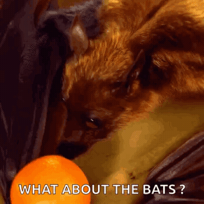 A Dog Is Looking At An Orange With The Words " What About The Bats " Written Below It GIF