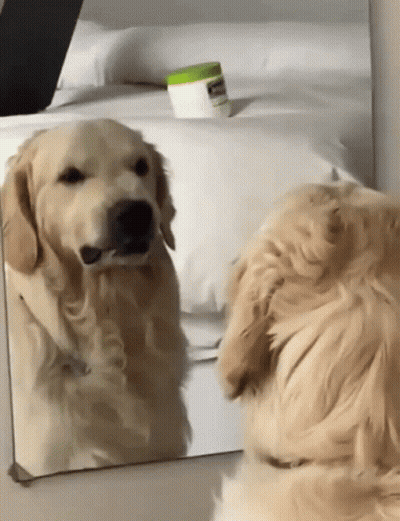 A Dog Is Looking At Itself In A Mirror With A Jar Of Vaseline In The Background GIF