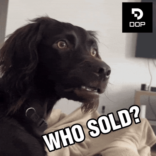 A Dog Is Looking At The Camera And Says Who Sold GIF