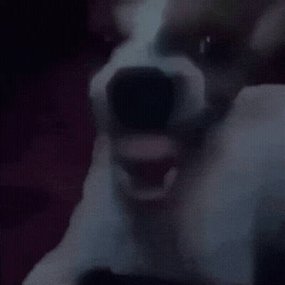 A Dog Is Looking At The Camera With Its Mouth Open GIF