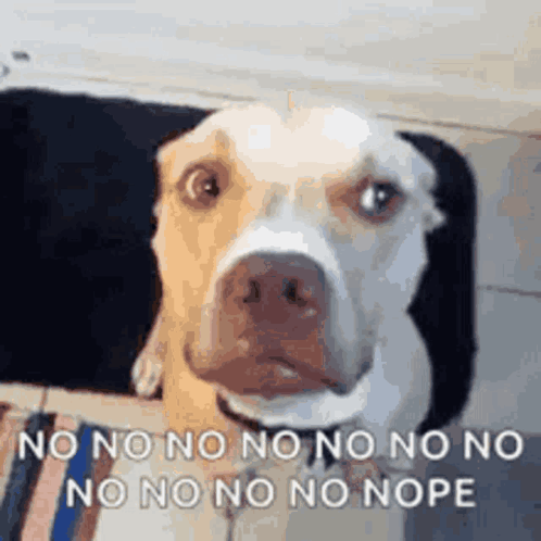A Dog Is Looking At The Camera With The Words `` No No No No No No No No No Nope '' Written On The Bottom . GIF