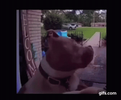 A Dog Is Looking Out A Window At A House . GIF