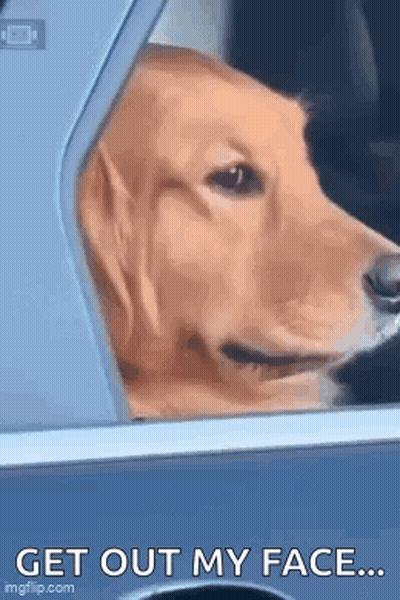 A Dog Is Looking Out Of A Car Window And Says `` Get Out My Face '' . GIF